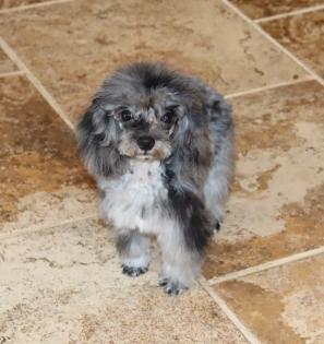 Blue Merle Poodle Male Blue Merle Poodle