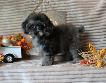 Male Blue Merle Poodle  