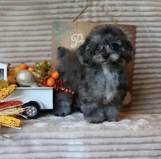Male Blue Merle Poodle  