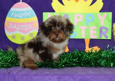 Female Chocolate Merle Yorkipoo 