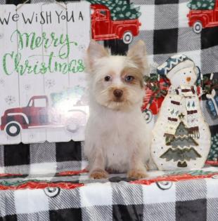 Male Chocoberry Merle Yorkiepoo  
