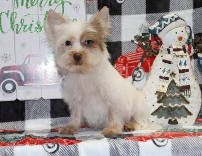 Male Chocoberry Merle Yorkiepoo Puppy 