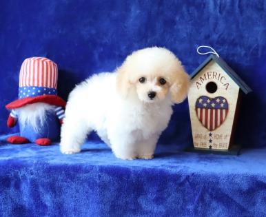 Female White and Apricot Parti Tea Cup Poodle 