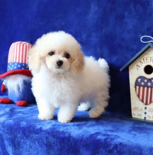 Female White and Apricot Parti Tea Cup Poodle 