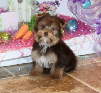 Male Chocolate and Tan Yorkie puppy 