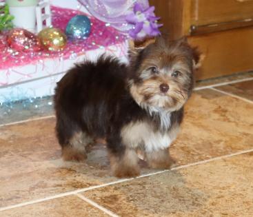 Male Chocolate and Tan Yorkie puppy 