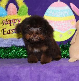 Female Chocolate Phantom Yorkiepoo 