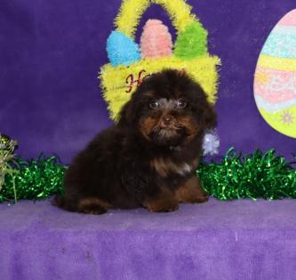 Female Chocolate Phantom Yorkiepoo 