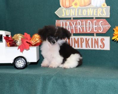 Black and White Parti Tiny Teacup Poodle 