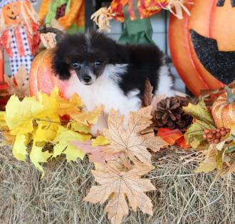 Male Black and White Parti Teacup Poodle 
