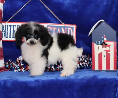 Male Black and White Parti Teacup Poodle 
