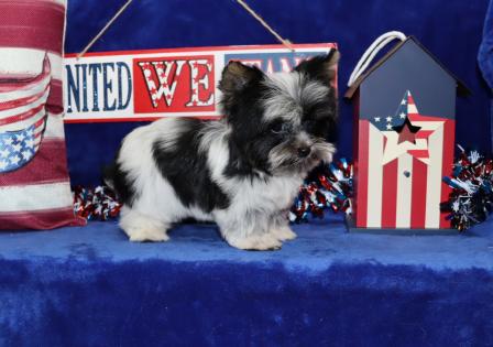 Male Black and White Parti Teacup Yorkie puppy 