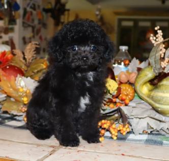 Black with White Patch on Chest Teacup Poodle. Female Black with White Patch on Chest Teacup Poodle.