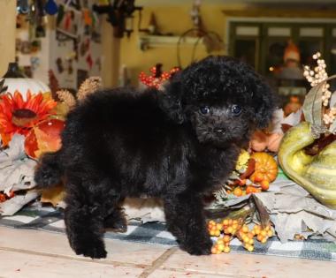 Black with White Patch on Chest Teacup Poodle. Female Black with White Patch on Chest Teacup Poodle.