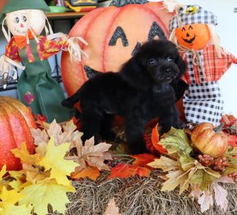 Female Black Tinny Toy Poodle 