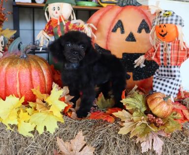 Female Black Tinny Toy Poodle 
