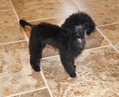 Female Black with White Patch on Chest Teacup Poodle. 