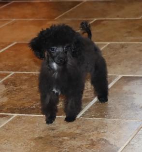 Female Black with White Patch on Chest Teacup Poodle 