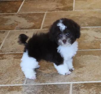 Male Chocolate and White Parti Tiny Toy Poodle 