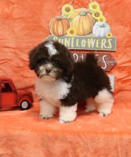 Male Chocolate and White Parti Tiny Toy Poodle 