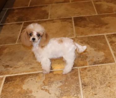 Female Red and White Parti Teacup Poodle 