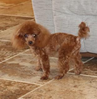 Male Red Tea Cup Poodle 