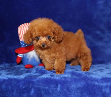 Male Red Tea Cup Poodle 