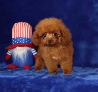 Male Red Tea Cup Poodle 