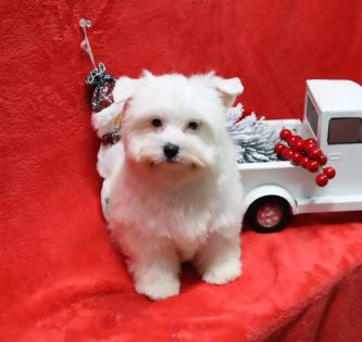 Female Blonde Gold Dust Yorkie Puppy 