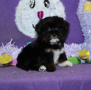 Female Teacup Black with White Chest Yorkiepoo 