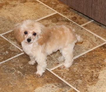 Female Apricot Teacup Poodle 
