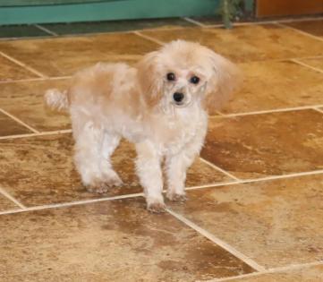Female Apricot Teacup Poodle 