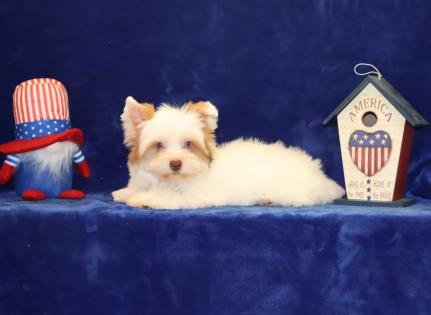  Female White and Chocolate Parti Yorkie with Blue Eyes 