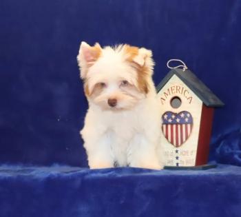  Female White and Chocolate Parti Yorkie with Blue Eyes 