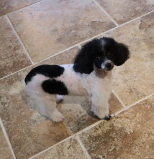 Male Black and White Parti Teacup Poodle 