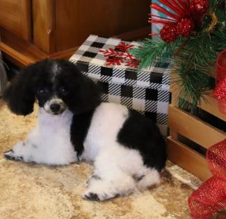 Male Black and White Parti Teacup Poodle II 