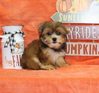 Male Sable Yorkipoo 