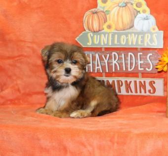 Male Sable Yorkipoo 