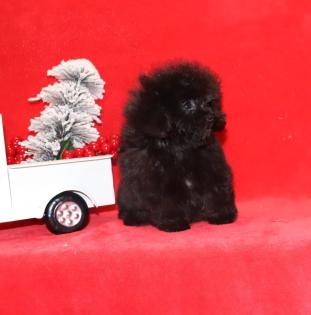 Teacup Toy Poodle Puppies for Sale