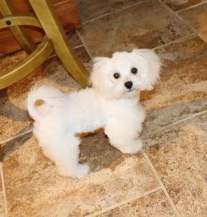 Male White and Cream Maltipoo Puppy 