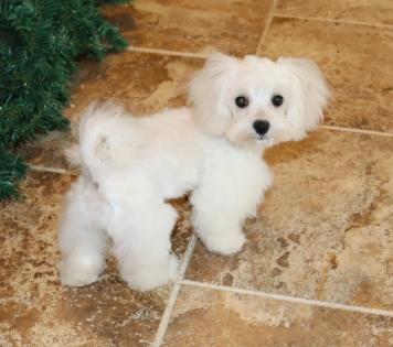Male White and Cream Maltipoo Puppy 