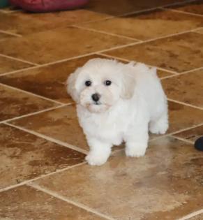 Male Cream Maltipoo Puppy 