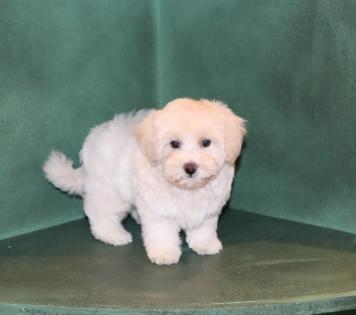 Male Cream Maltipoo Puppy 