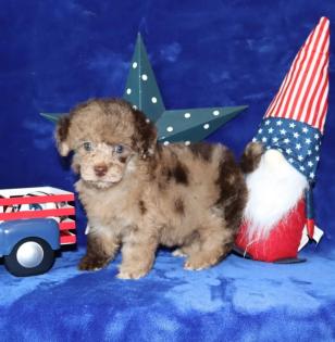 Female Chocolate Merle Poodle 