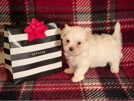 White Maltipoo Listed for Micheal Dougia. Please Call 225-236-7364 