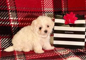 White Maltipoo Listed for Micheal Dougia. Please Call 225-236-7364 