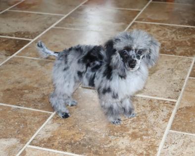 Female Blue Merle Toy Poodle 