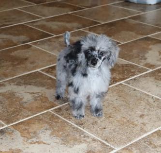 Female Blue Merle Toy Poodle 