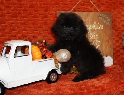 Male Black Maltipoo Puppy 