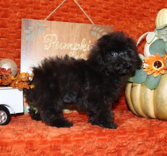 Male Black Maltipoo Puppy 